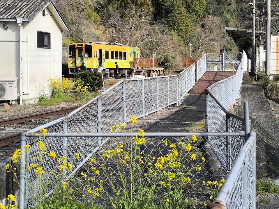 菜の花と黄色い電車が似合う